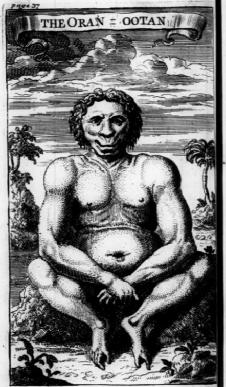 Figure 3: Oran-Ootan, Voyage to Borneo, by Daniel Beeckman (1718).