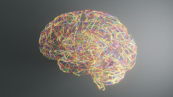 The Partisan Brain