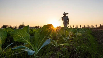A farmer at dawn