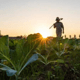 A farmer at dawn