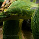 Media Name: 12-1-1974_hobson_serpent_in_eden.jpg
