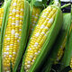 Media Name: 17653-two-color-corn-pv.jpg