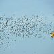 Media Name: bird_decentralization.jpg
