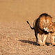 Media Name: gettyimages-694429000.jpg