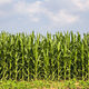 Media Name: how_the_repeal_of_the_corn_laws_toppled_mercantalism.jpg