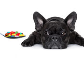Media Name: printing_pills_for_pets.jpg