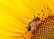 Media Name: sun-flower-1643795_960_720.jpg