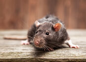 Media Name: thinkstockphotos-492486990.jpg