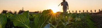 A farmer at dawn