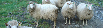 Media Name: 1-31-2017_we_are_sheep.jpg