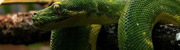 Media Name: 12-1-1974_hobson_serpent_in_eden.jpg