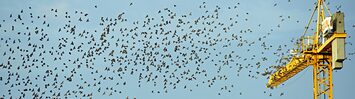 Media Name: bird_decentralization.jpg