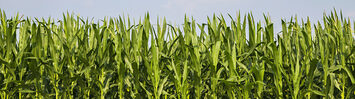 Media Name: how_the_repeal_of_the_corn_laws_toppled_mercantalism.jpg