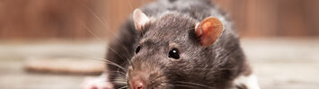 Media Name: thinkstockphotos-492486990.jpg