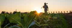 A farmer at dawn