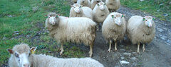 Media Name: 1-31-2017_we_are_sheep.jpg